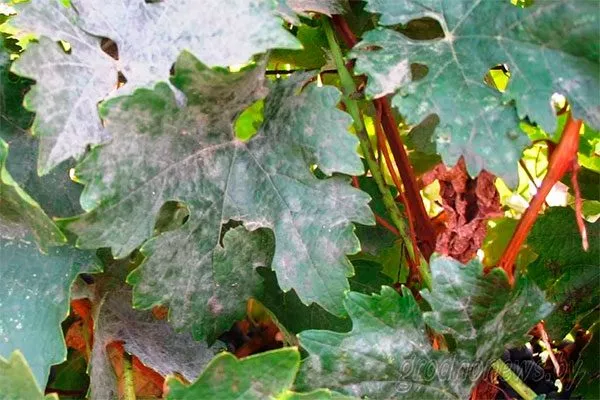 настоящей и ложной мучнистой росой винограда Родина11