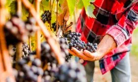 нера темная винограда Мальвазия17