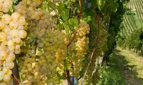 нера1 винограда Мальвазия18