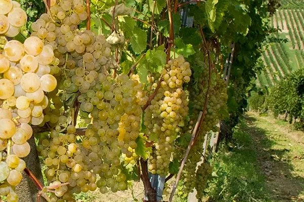 нера1 винограда Мальвазия18