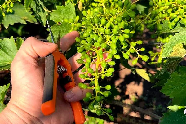 Нормировка винограда Августин8