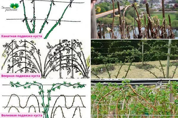 Обрезка ежевики сорта Вождь Джозеф4