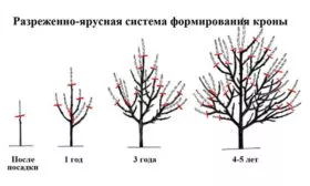 Обрезка Формирующая яблони Вишнёвое12