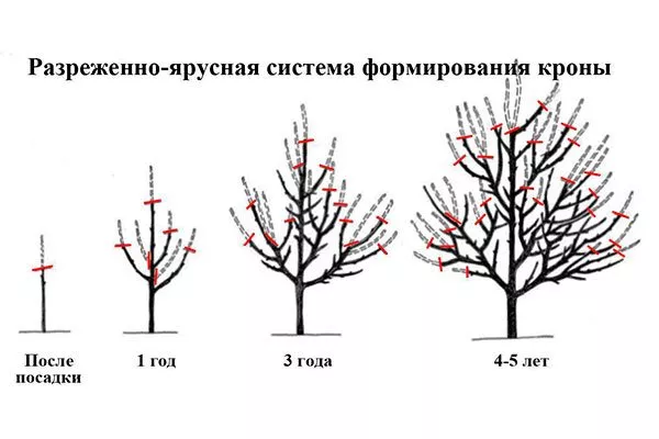Обрезка Формирующая яблони Вишнёвое12