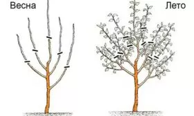 Обрезка груша Санреми5