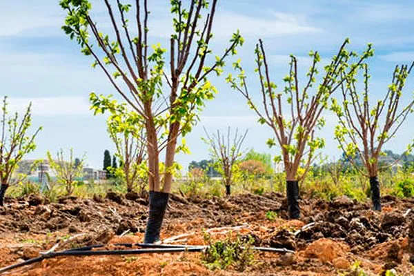 обрезка хурмы Вебер7