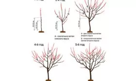 Обрезка и формирование кроны молодого дерева Слива Персиковая Мичурина7