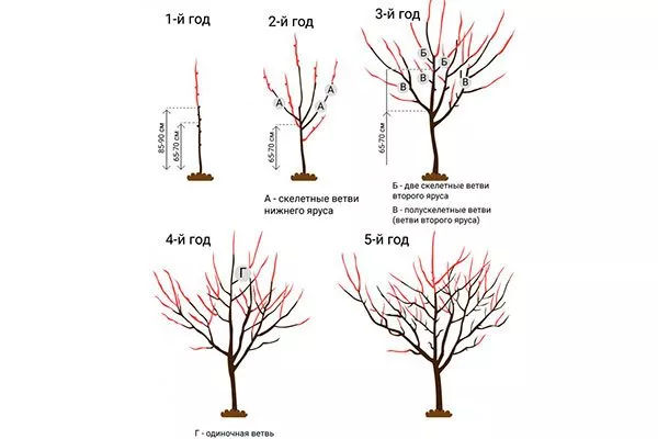 Обрезка и формирование кроны молодого дерева Слива Персиковая Мичурина7