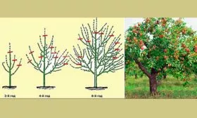 Обрезка и формирование кроны яблони Красное раннее15
