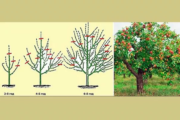 Обрезка и формирование кроны яблони Красное раннее15