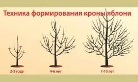 Обрезка и формирование кроны яблоня Афродита1