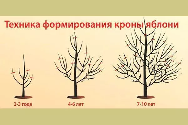 Обрезка и формирование кроны яблоня Афродита1