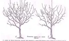 Обрезка и формирование яблони Ветеран7