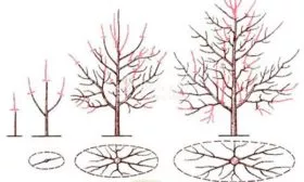 Обрезка и формирование Яблоня Аркад9