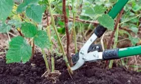 Обрезка малины Кримсон найт6