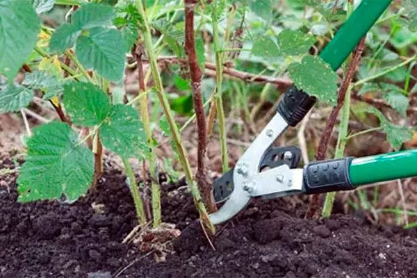 Обрезка малины Кримсон найт6