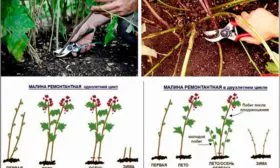 обрезка малины Малиновая гряда7