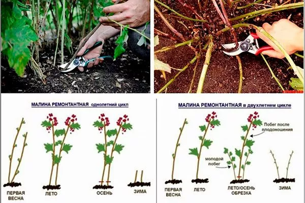 обрезка малины Малиновая гряда7