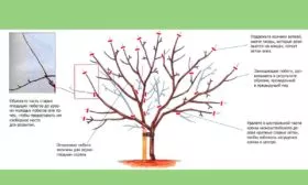 Обрезка осенью Яблоня Голден Делишес11