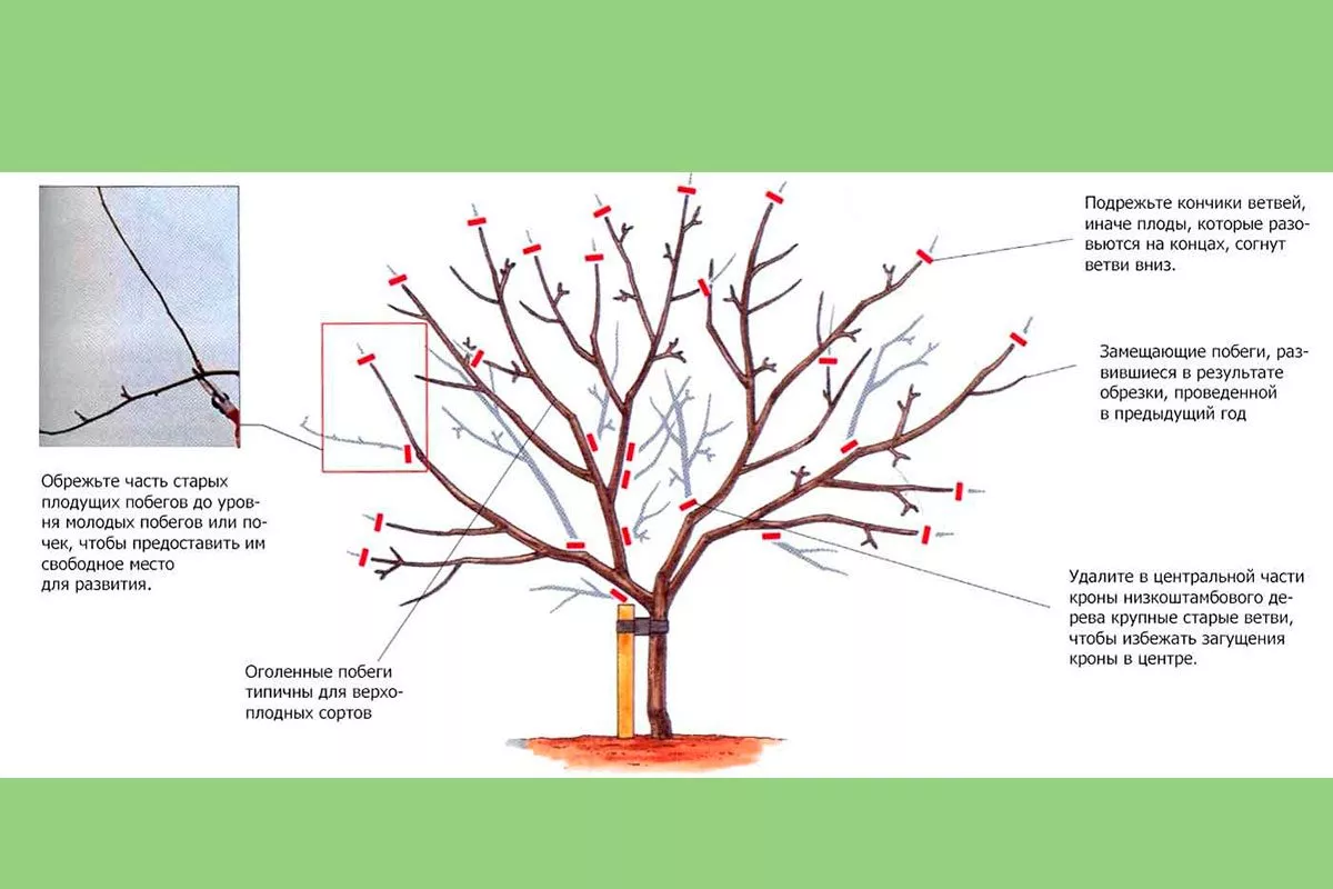 Обрезка осенью Яблоня Голден Делишес11