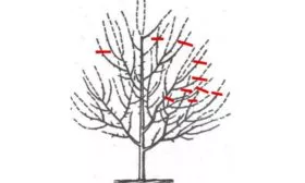 обрезка сливы Белоснежка3