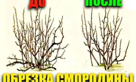 Обрезка смородины Деликате6