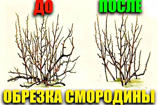 Обрезка смородины Деликате6