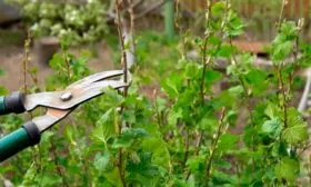 обрезка смородины Сибирская5