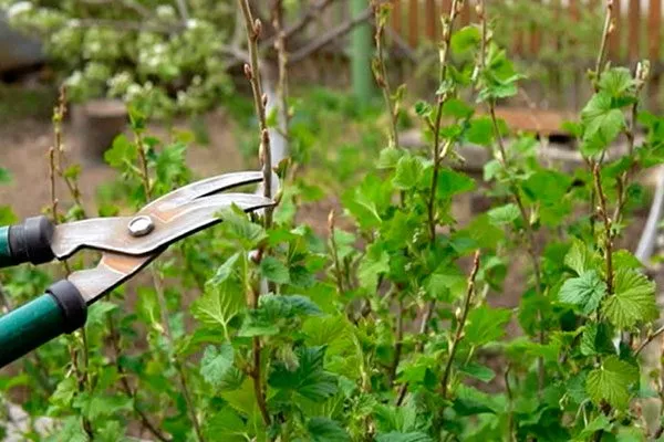 обрезка смородины Сибирская5