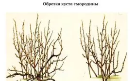 обрезка смородиныОриана6