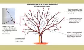 Обрезка сорт яблок Осеннее полосатое11