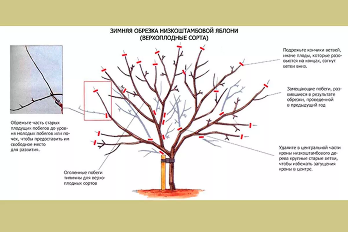 Обрезка сорт яблок Осеннее полосатое11
