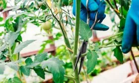 Обрезка томатов Золотая миля7