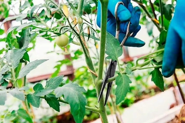 Обрезка томатов Золотая миля7