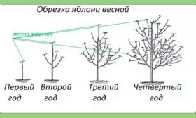 Обрезка весной Яблоня Голден Делишес10