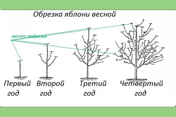 Обрезка весной Яблоня Голден Делишес10