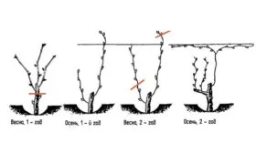 обрезка винограда Мальвазия19