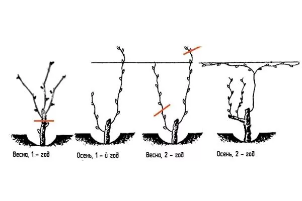 обрезка винограда Мальвазия19