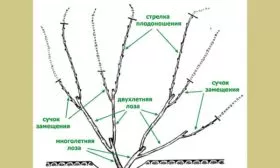 Обрезка винограда Родина12