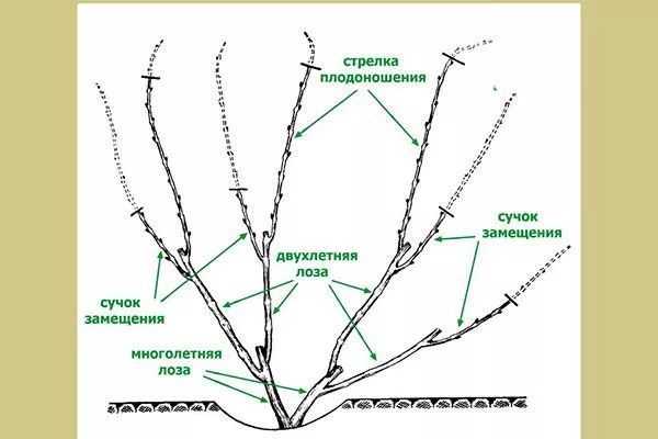 Обрезка винограда Родина12