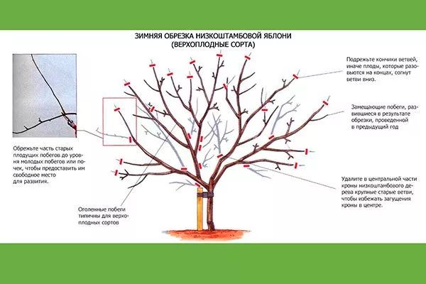 Обрезка яблони Апорт12
