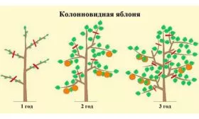 обрезка яблони Арбат4