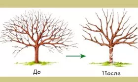 Обрезка яблони Байя Мариса7
