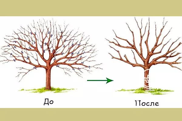 Обрезка яблони Байя Мариса7