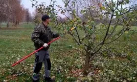 Обрезка яблони Чёрный принц4