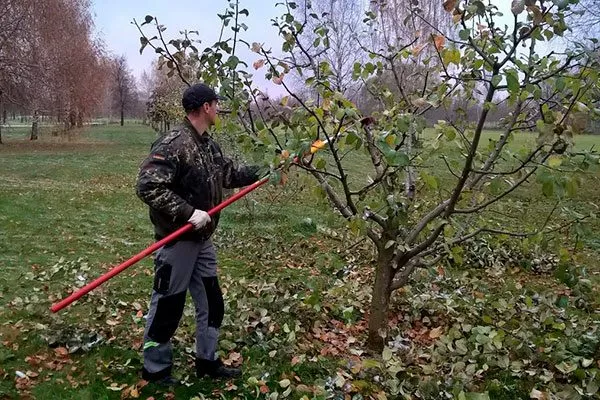 Обрезка яблони Чёрный принц4