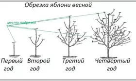 Обрезка яблони Эра9