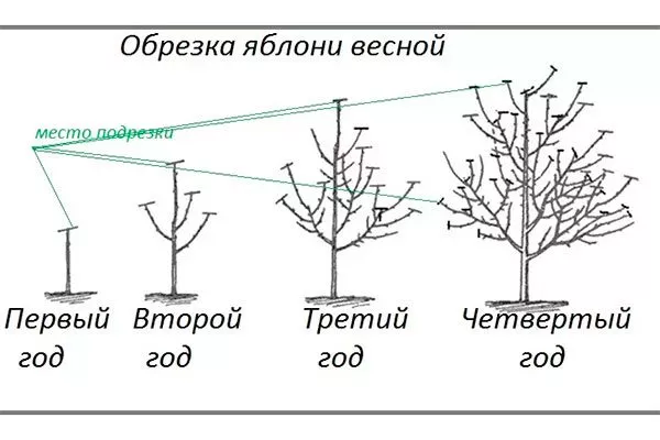 Обрезка яблони Эра9