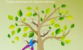 Обрезка яблони Китайка Керр12