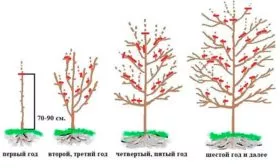 Обрезка яблони Память Ульянищева6